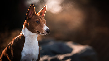Basenji Dog, Smart and agile, Fox-like appearance, Active and energetic HD wallpaper