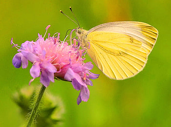 Sunny wings, pink, butterfly, flower, green, sulphur HD wallpaper