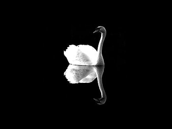 Swan, beautiful, , in dark HD wallpaper