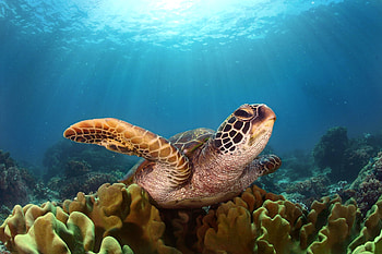 beauty, Animal's grace, Captivating visuals, Immersive collection HD wallpaper
