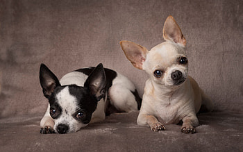 Chihuahua , High-definition backgrounds, Stunning visuals, Adorable pet HD wallpaper