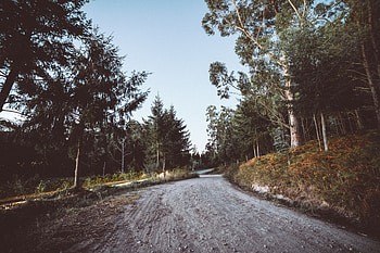 Nature, Trees, Road, Winding, Sinuous HD wallpaper