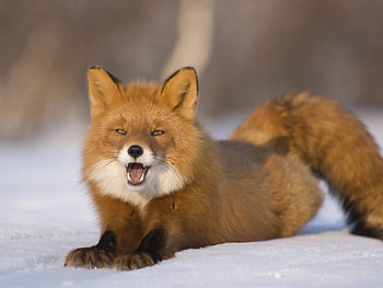 Animals, Snow, Fox, Fluffy, Tail, Astonishment, Surprise HD wallpaper