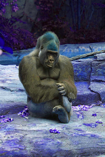 Gorilla tag , Idlewp, Gorilla HD phone wallpaper