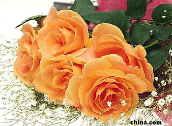 Apricot Roses, apricot, bouquet, flowers, roses HD wallpaper