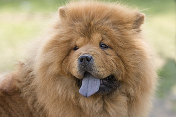 Chow Chow, Diet, Cuteness, Dog HD wallpaper