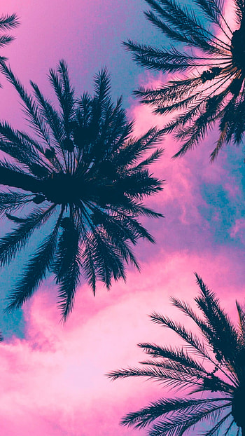 Coconut plant, Pink tropical sky, Nature's beauty, Palm tree HD phone wallpaper