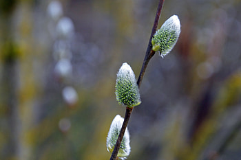 Flower, Willow Tree HD wallpaper