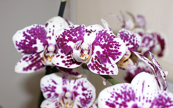 Flower, Macro, Petals, Stains, Spots, Orchid HD wallpaper