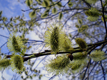 Macro, Wood, Tree, Bloom, Flowering, Branch, Spring, Pussy Willow, Verba HD wallpaper