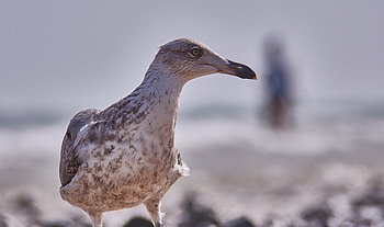 Seagull, bird, close up, seabird HD wallpaper