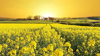 grass, flowers, field, nature, summer HD wallpaper