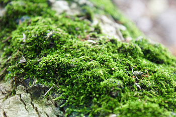 Grass, Macro, Close-Up, Moss HD wallpaper