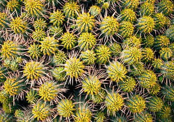 Nature, Needle, Plant, Macro, Cactus, Prickles, Thorns HD wallpaper