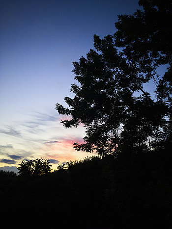 Nature, Trees, Sunset, Sky, Clouds, Silhouette HD phone wallpaper