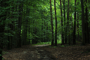 Nature, Trees, Leaves, Forest HD wallpaper