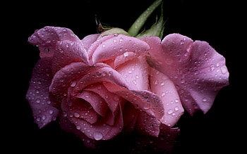Plants, Flowers, Roses HD wallpaper