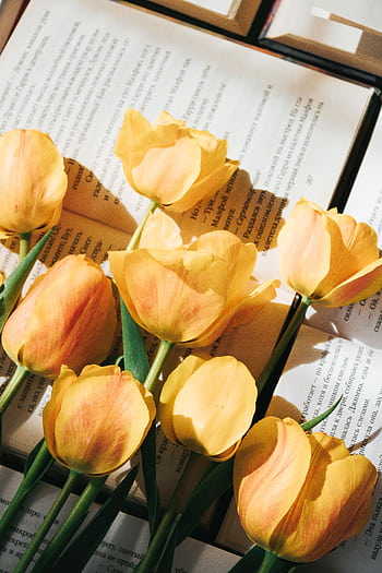 Sunlit yellow tulips elegantly placed on open books, creating a serene and artistic scene. HD phone wallpaper