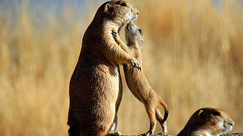 Utah Prairie Dog, Western rodent, Social colony, Burrow digger HD wallpaper