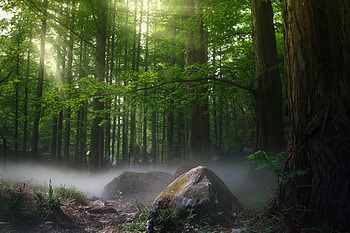 Sunbeams Forest Daylight Covered By Trees, forest, sunbeam, nature, trees, nature HD wallpaper