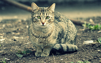 Animals, Cat, Muzzle, Striped, Sleep, Dream HD wallpaper