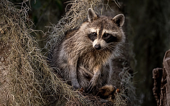 Raccoon, animal, nature, tree HD wallpaper