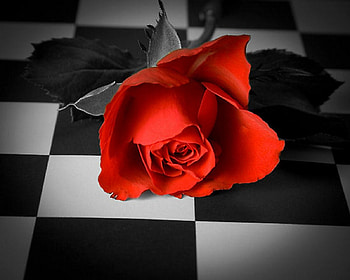 red Rose, rose, the, chessboard, on HD wallpaper