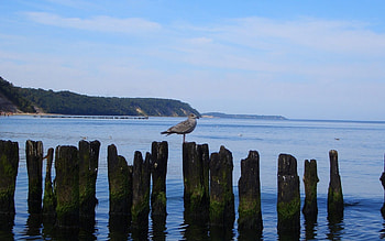 Nature, Sea, Shore, Bank, Bird, Stumps HD wallpaper
