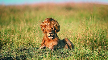 Humor, Animal, Lion HD wallpaper