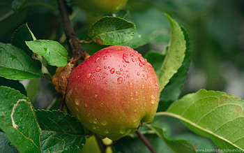 Melrose, Apple Trees HD wallpaper