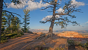 Bryce Canyon, Utah, rocks, usa, clouds, trees, landscape, sky HD wallpaper