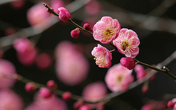 Flower, Plant, Macro, Bright, Branch, Spring HD wallpaper