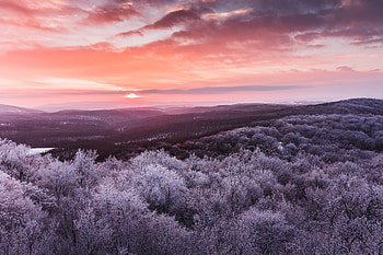 Winter Trees Nature , trees, winter, nature HD wallpaper