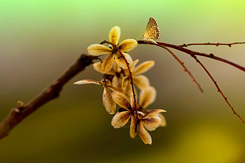Quite Morning, Flowers, Butterfly, Branch, Macro HD wallpaper