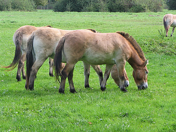 Animals, Food, Grass, Horses, Stallions HD wallpaper