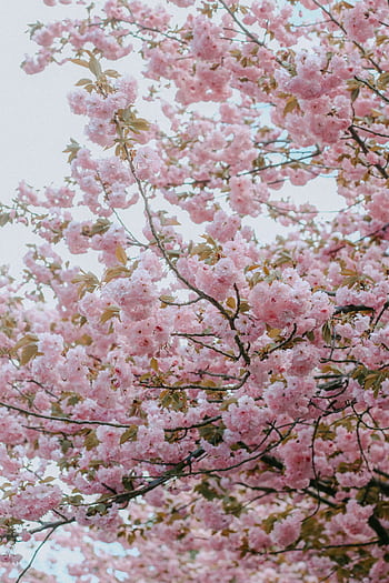 Vibrant pink cherry blossoms in full bloom captured on a bright spring day in Fairfax, Virginia. HD phone wallpaper