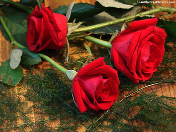 THREE RED ROSES, roses, three, red, beauty HD wallpaper
