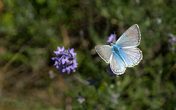 Butterflies, Insects HD wallpaper