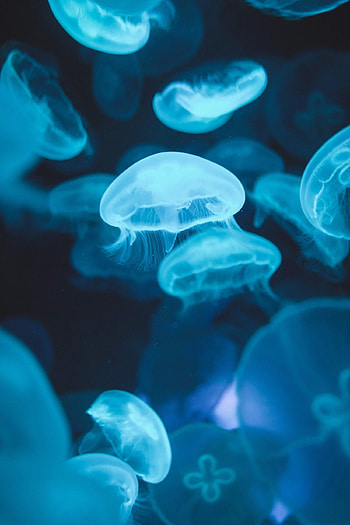 Vibrant jellyfish, Green and blue hues, Tranquil ocean, Nature's beauty HD phone wallpaper