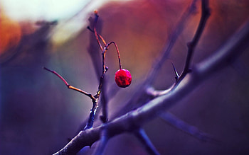 Briar, Macro, Branch, Focus HD wallpaper