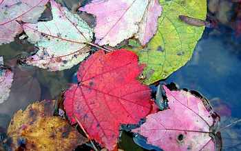 Autumn Leaves, leaves, autumn, nature, colourful, water HD wallpaper