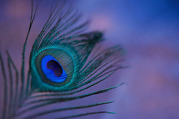 Feather, Macro, Multicolored, Motley, Pen, Peacock Feather HD wallpaper