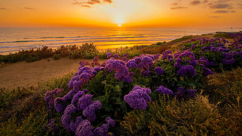 Flowers on the Ocean at Sunset, clouds, sky, nature, flowers, sunset, ocean HD wallpaper