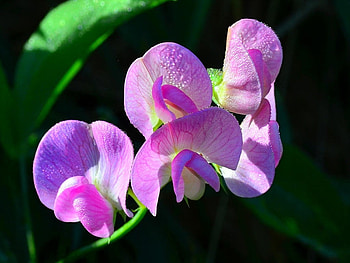 Orchids, sunshine, summer, stems, flower, nature, water drops, spring HD wallpaper
