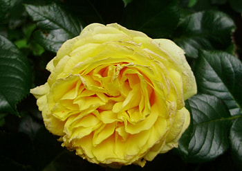 yellow perfection, rose, summer, bloom, yellow HD wallpaper