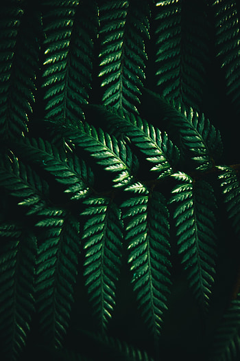 Leaves of fern, green, macro HD phone wallpaper