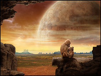 Animals, Art, Monkeys HD wallpaper