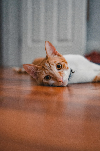 Animals, Cat, Pet, Sight, Opinion, Ears HD phone wallpaper