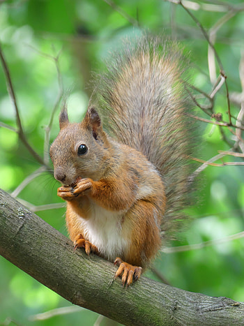 Animals, Squirrel, Wood, Fluffy, Tree, Animal, Rodent HD phone wallpaper