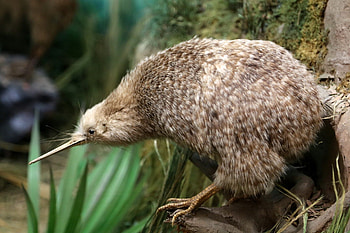 Kiwi Bird, National Symbol HD wallpaper